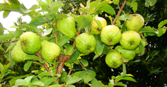 image of guava