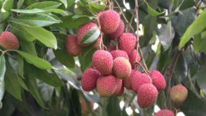 Litchi Syndrome